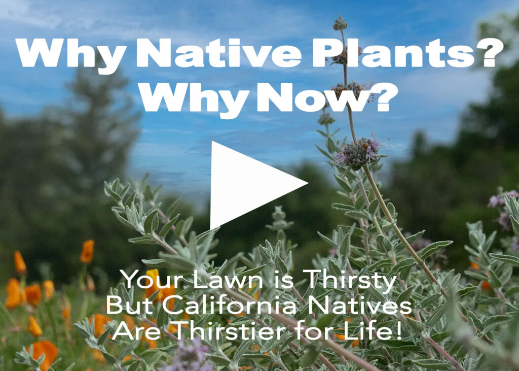 whynativeplants