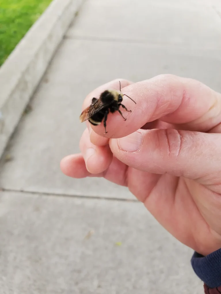 theplightofinvertebrates